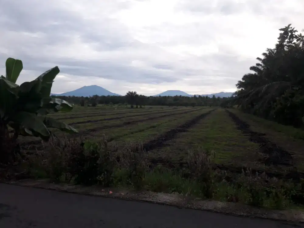 Dijual tanah kebun