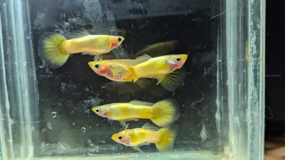 Ikan Guppy Yellow Imut
