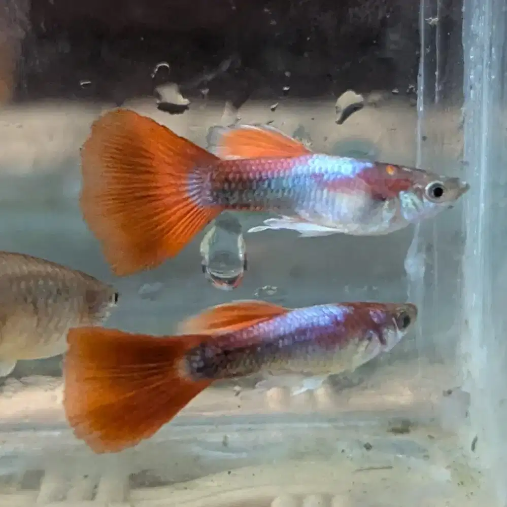 Ikan Guppy Cendolan Untuk dijual Kembali