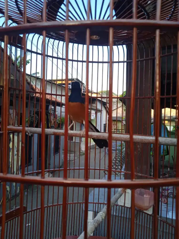 Burung murai fullset