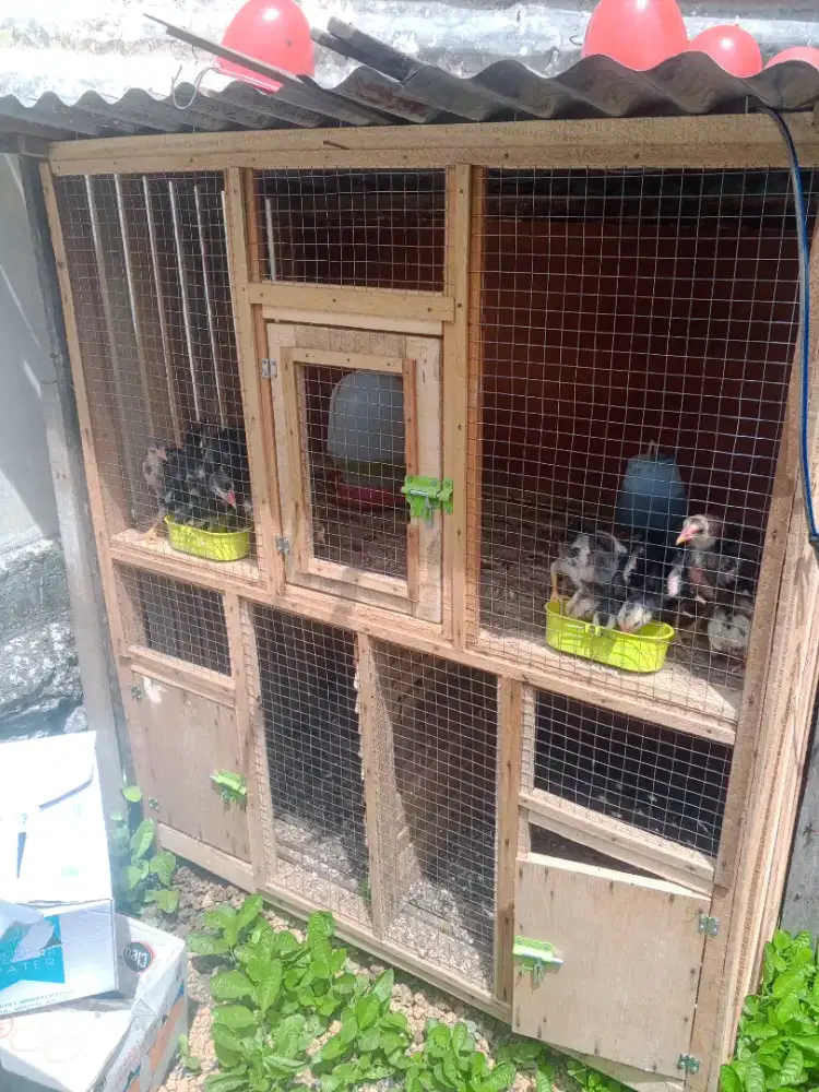 Jual anak ayam ekor lidi ori