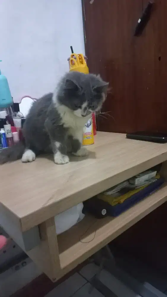 Adoppt mahar kitten usia 3bln Abu abu