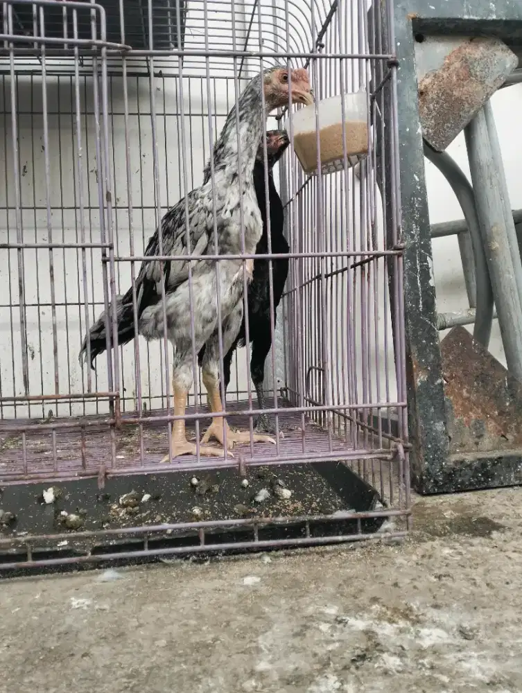 Ayam Shamo eropa sepasang
