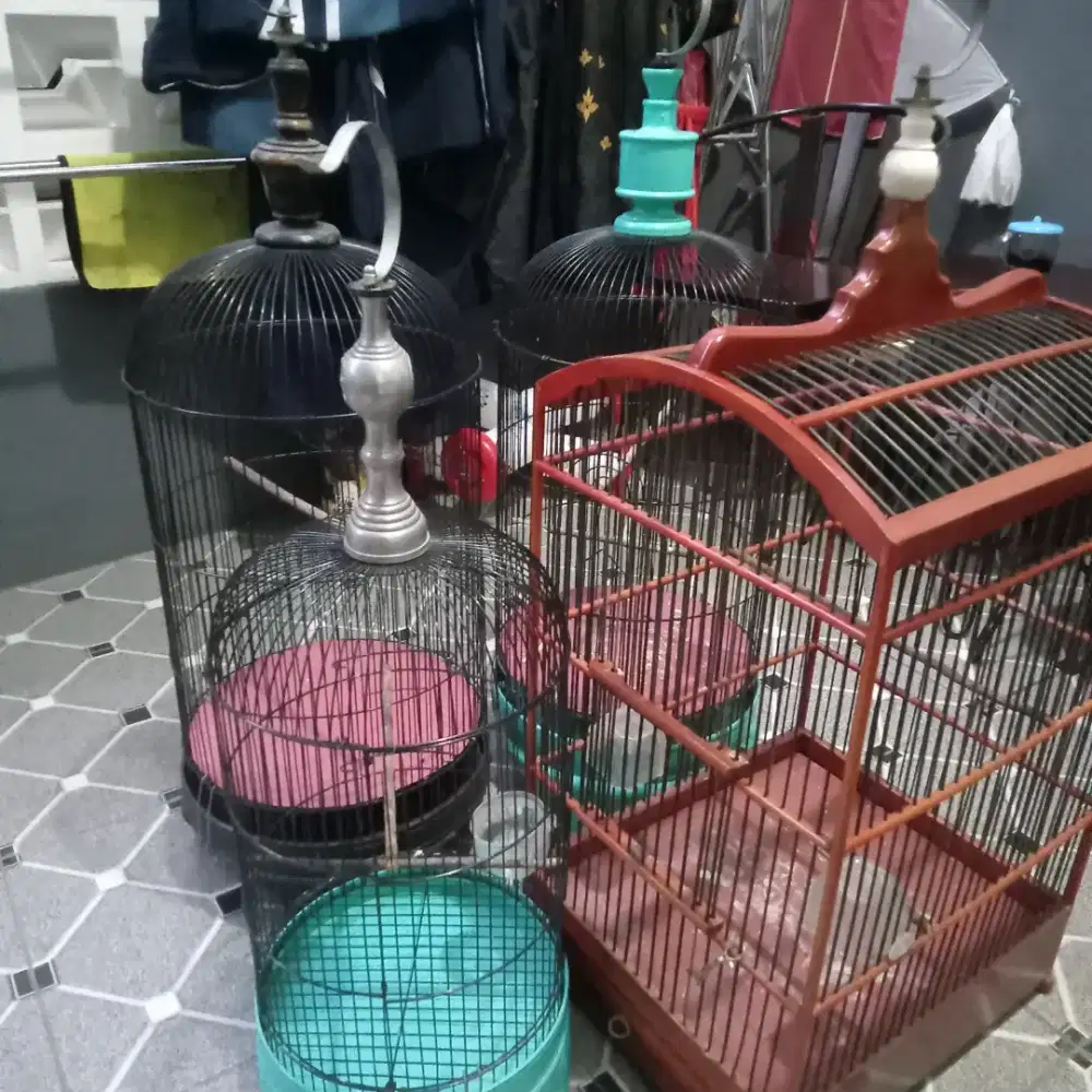 Kandang lovebert dan kandang kotak