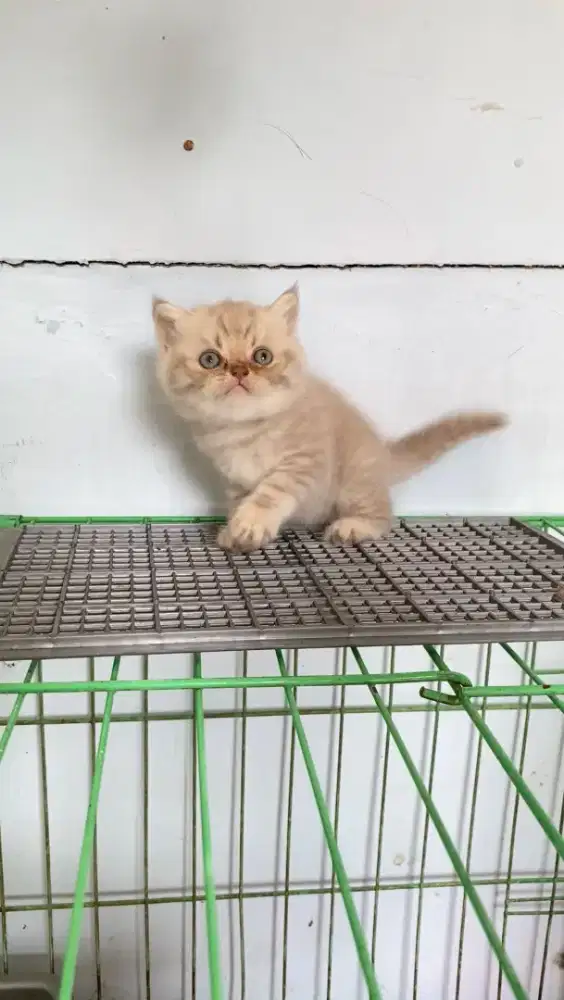 Kitten British Short Hair (BSH)