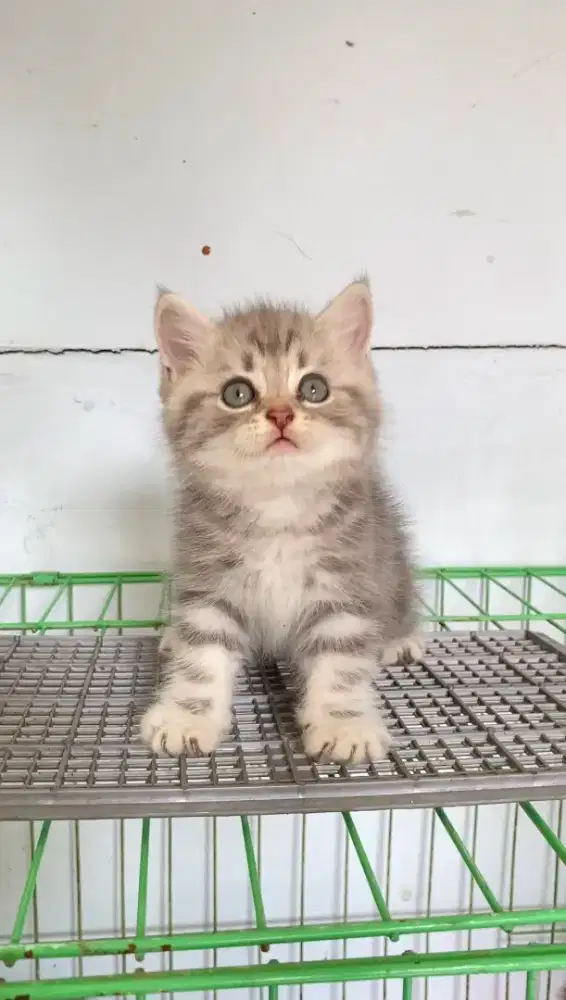 Kitten British Short Hair (BSH)