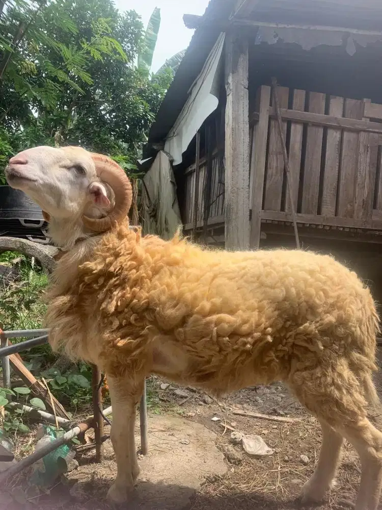 Jual Kambing Qurban
