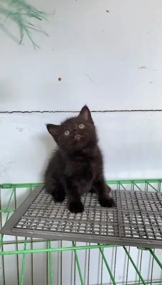 Kitten British Short Hair (BSH)