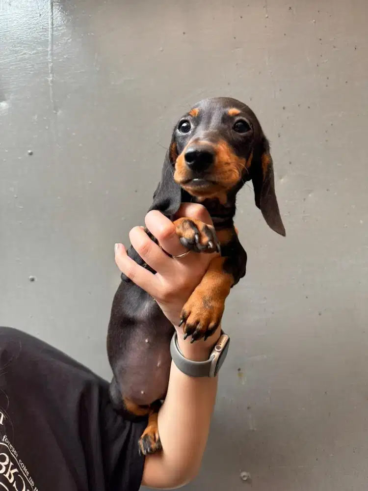 Dijual Mini Tekel/Dachshund Black Tan Female