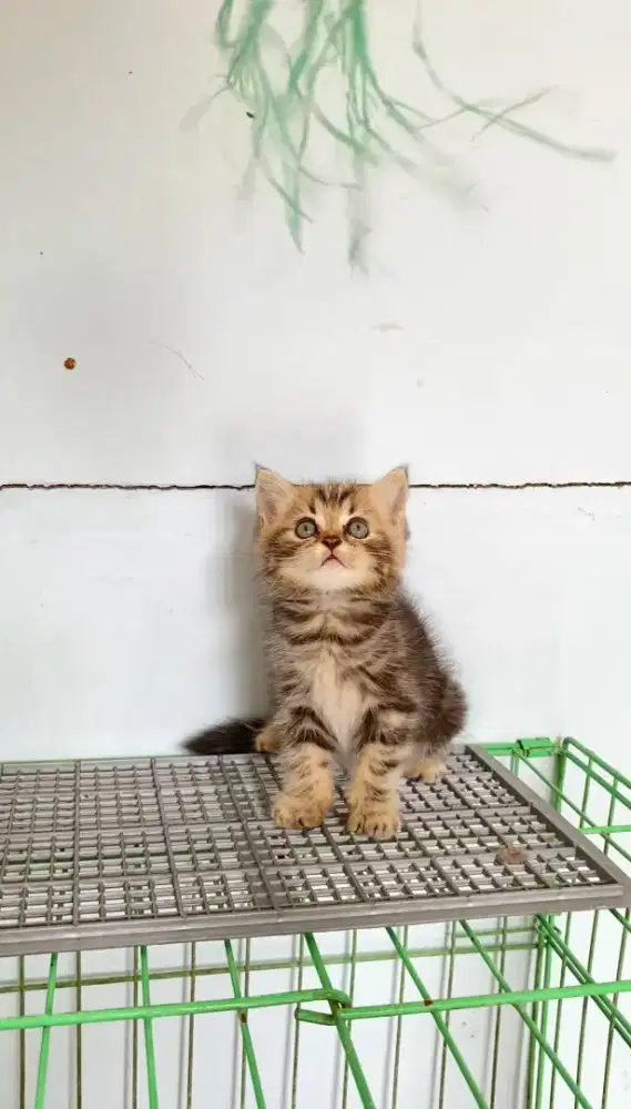 Kitten British Short Hair (BSH)