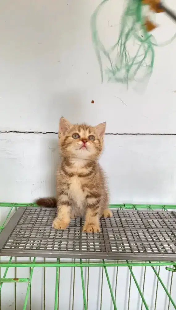 Kitten British Short Hair (BSH)