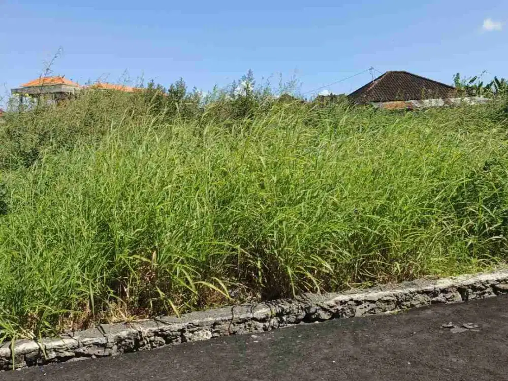 Jual Tanah Luas 138m² HAK MILIK &amp; ZONA KUNING, Tidak Banjir Lokasi Gg. Mertasari Kerobokan.i - Thumbnail 3