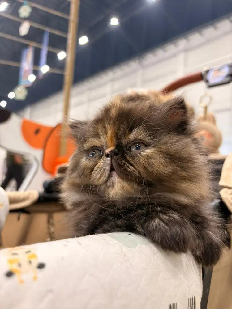 Kitten Persia Betina Anakan Ped
