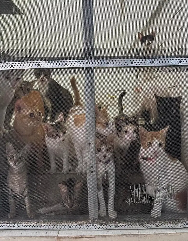 Cat Sitter & Groomer