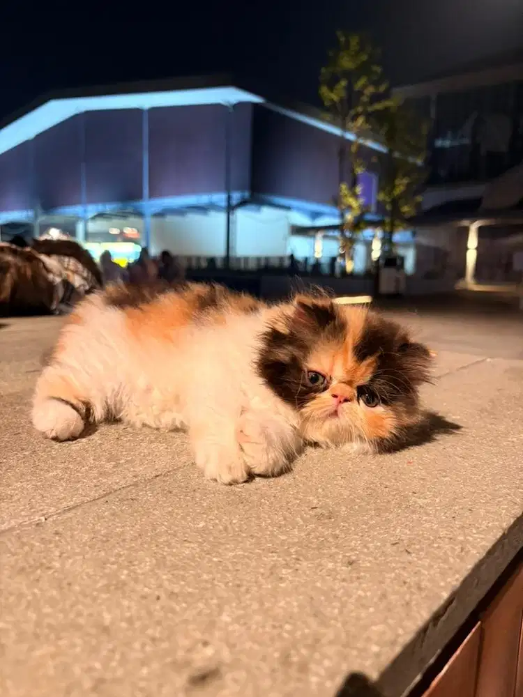 Kitten Persia Peaknose Line Ped