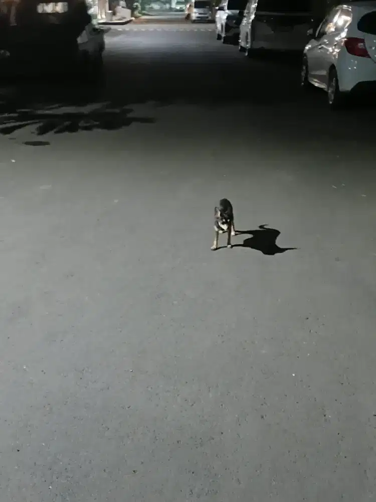 Anjing chihuahua