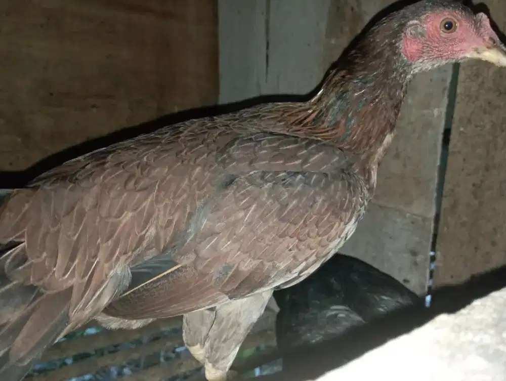 Ayam kampung biang dedara
