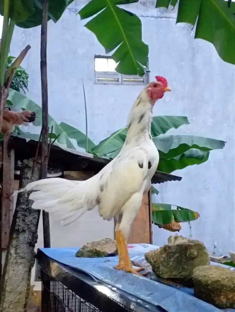 Ayam kampung Sepasang lg bertelur