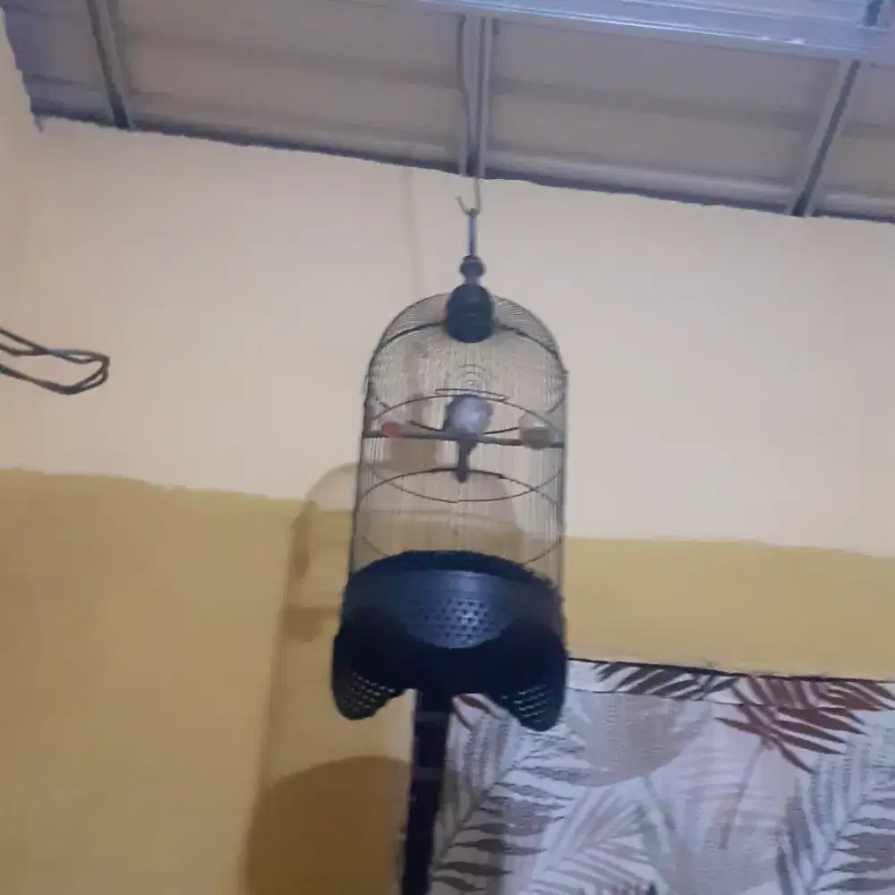 Burung trucuk+sangkar jual murah bisa nego
