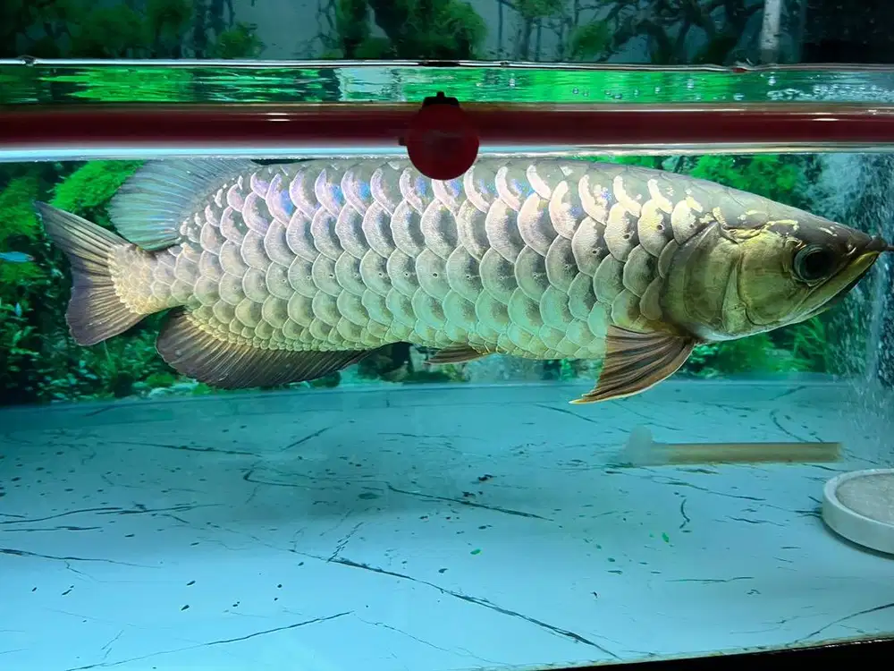 Arwana Crossback Malaysia 24k