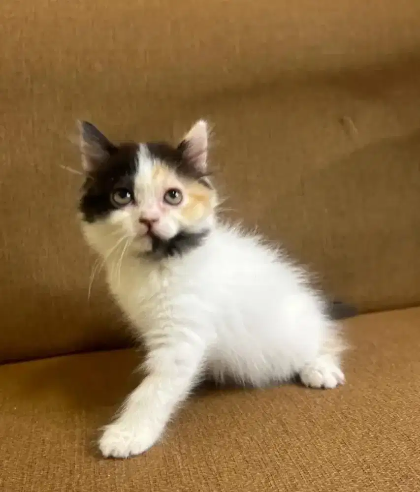 Kucing kitten Calico Super Cantik