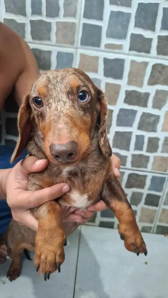 Pure Tekel / dachshund