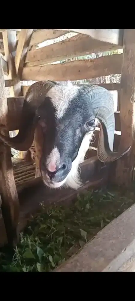 Domba kambing buat kurban