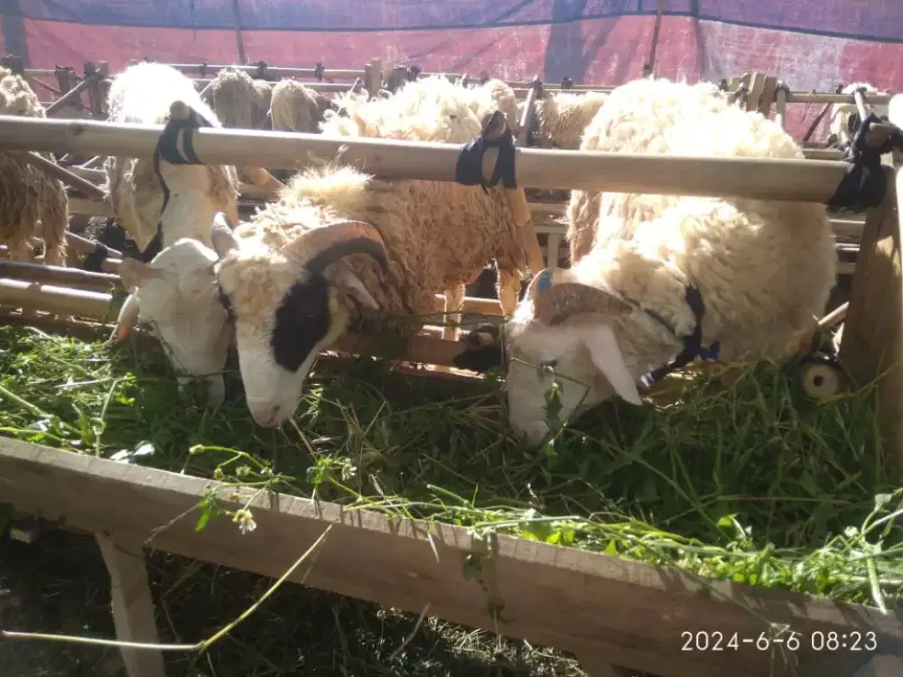 Dombaqurban2026#qurbanbandung#sapimurah#dombamurah#gratisongkir#cod