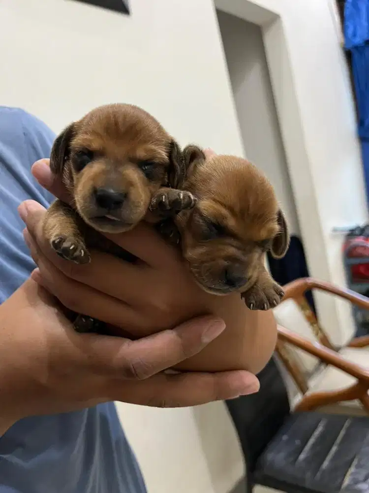Anakan pure tekel / dachshund