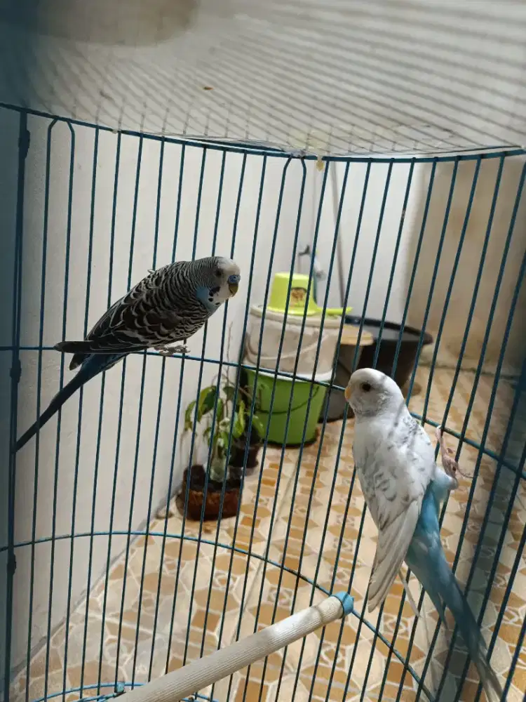 Burung saja parkit sepasang siap produksi tuker tambah barter