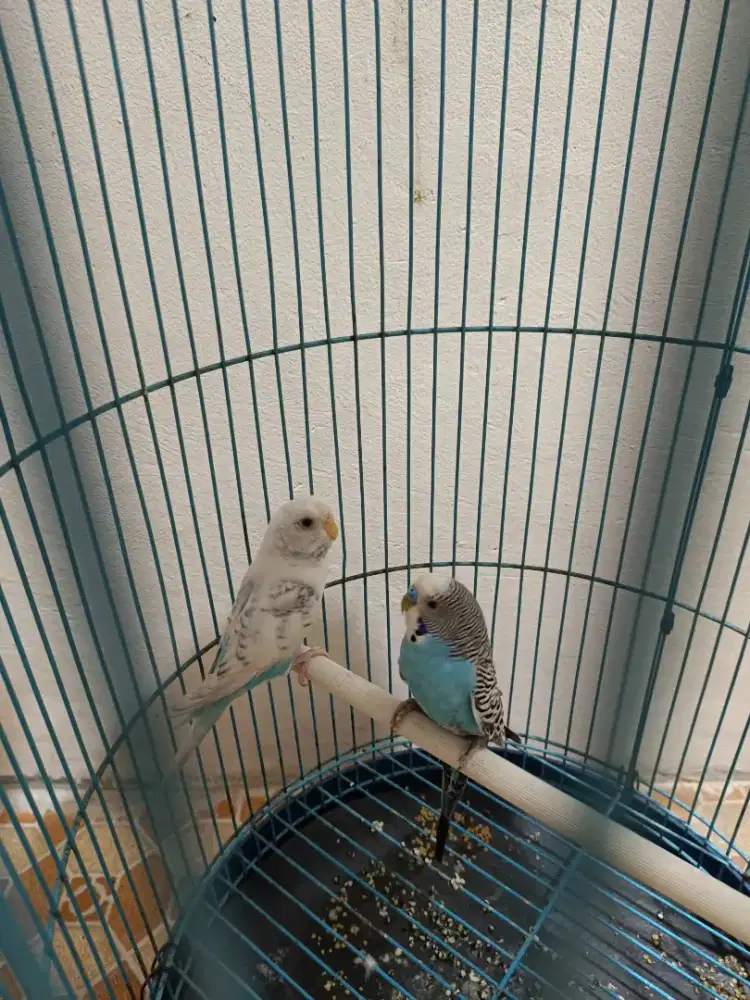 Burung saja sepasang parkit siap produksi tuker tambah barter