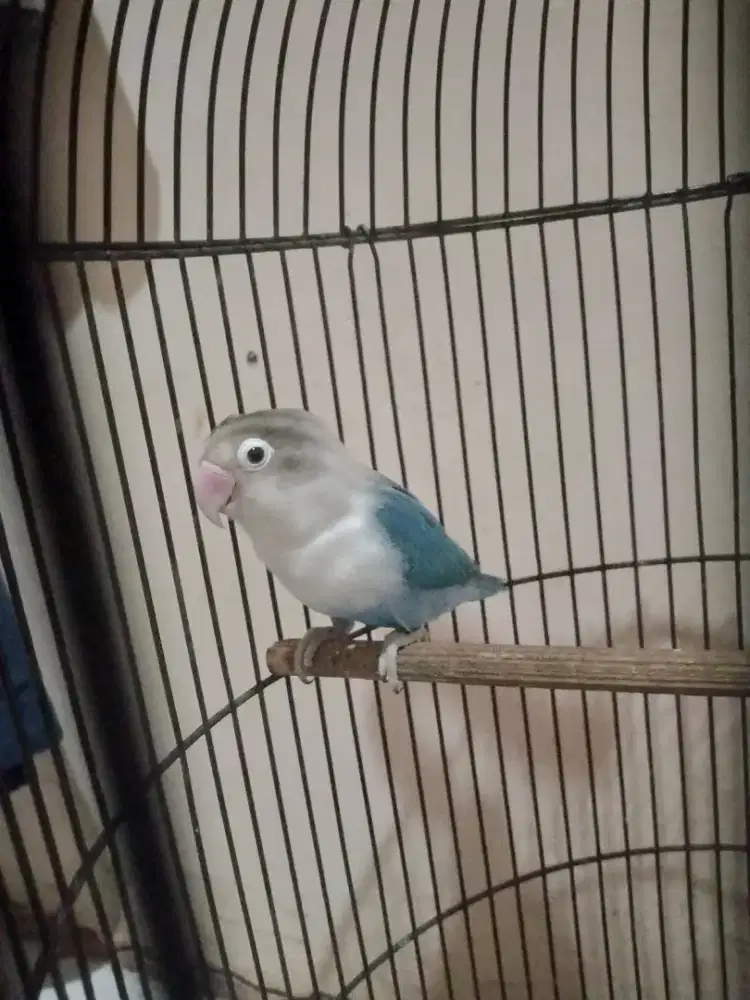 burung Lovebird