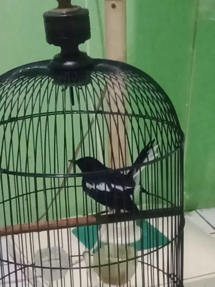 Burung Kacer plus kandang