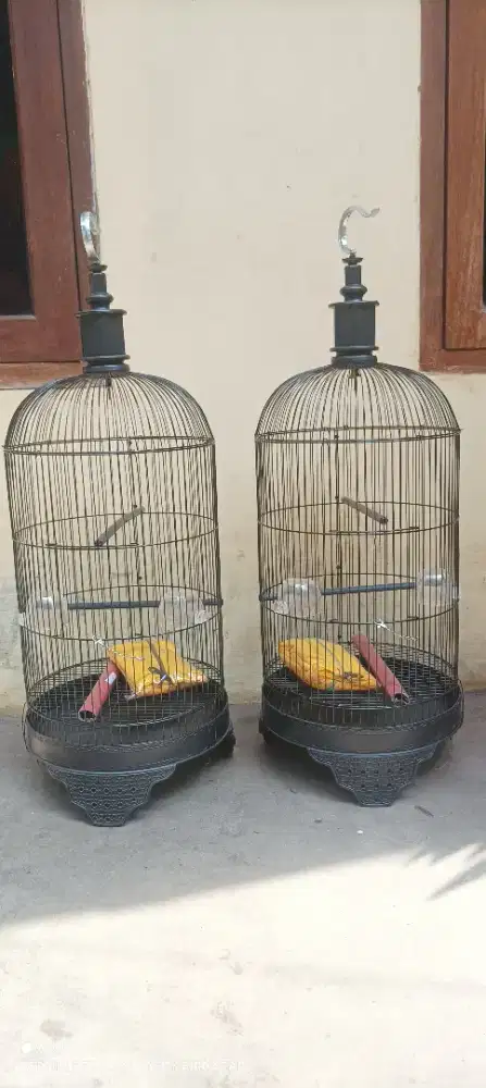 Kandang lovenird baru