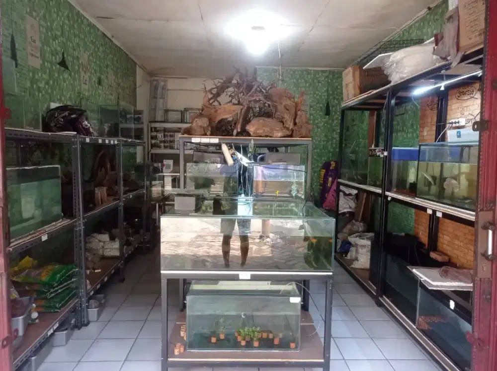 Akuarium dan perlengkapan jualan Ikan hias