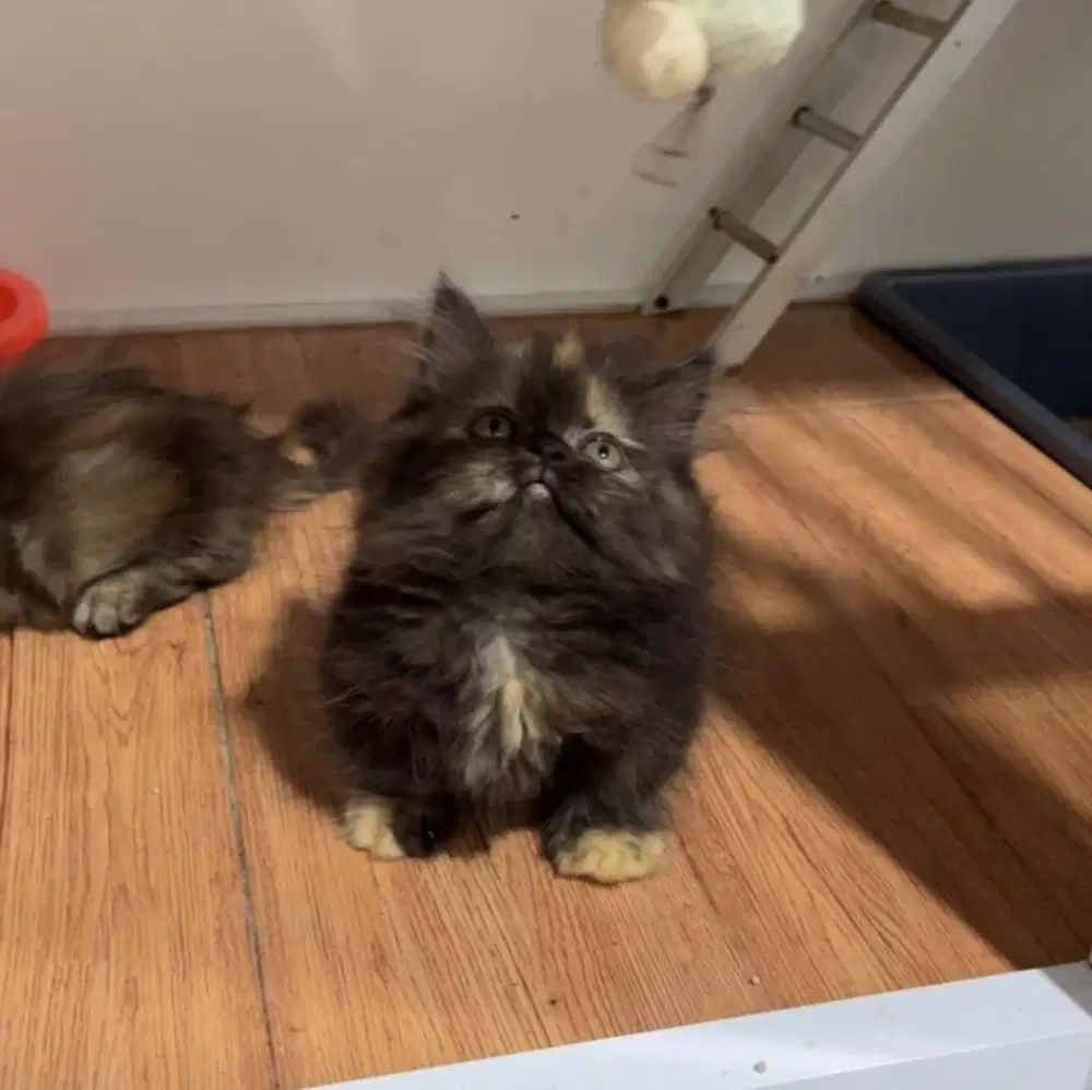 kitten munchkin betina cebol