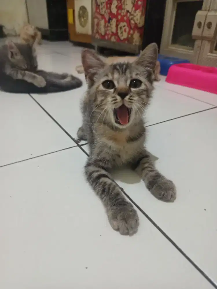 open adopt kitten angora