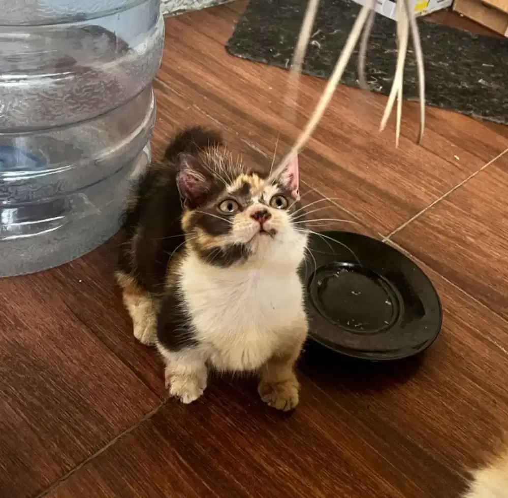 Munchkin Calico Betina (Cebol)