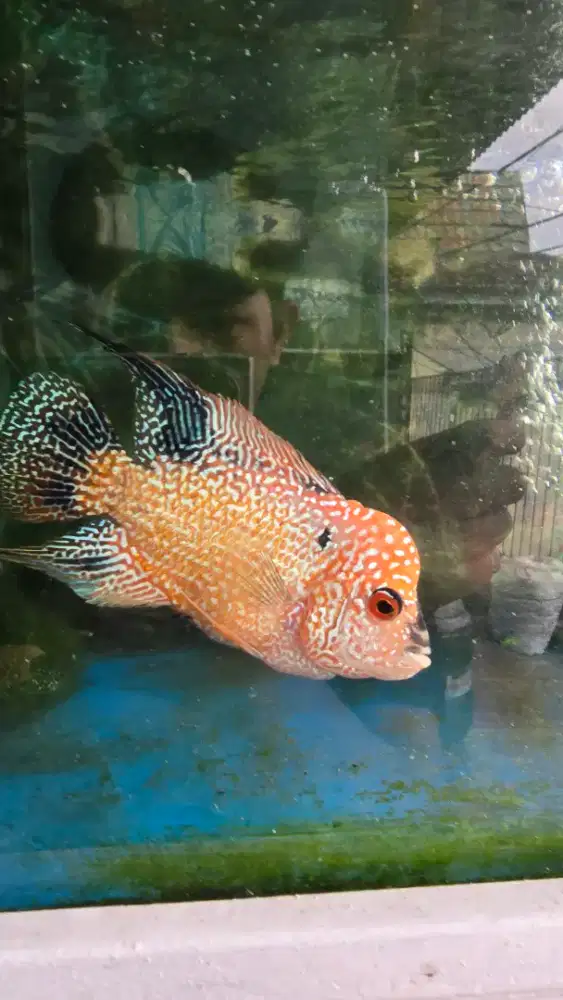 Ikan Louhan lohan cencu dan kamfa