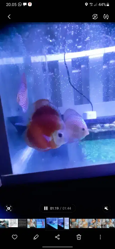 Jual cepat 3 ikan discus+filter+blower 2 lubang