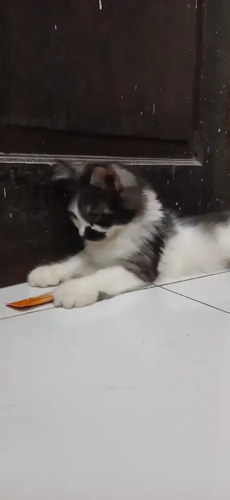 Kucing persia jantan