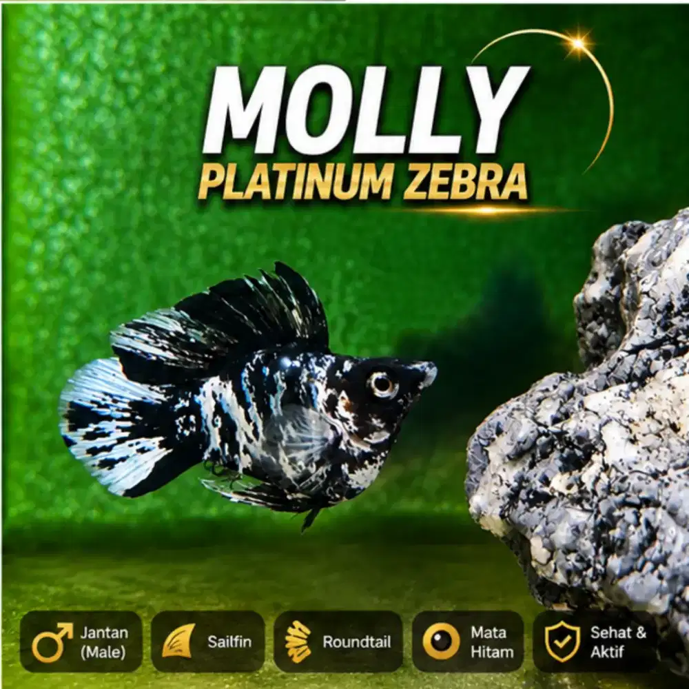 Ikan hias Molly Platinum Zebra Roundtail