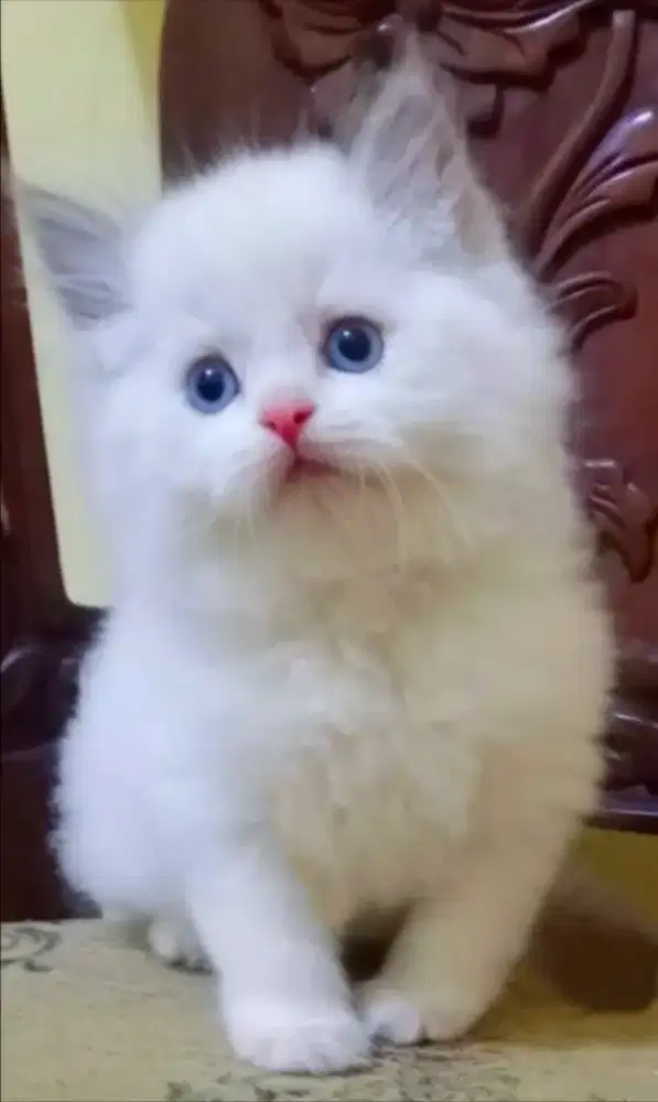 Ragdoll male pure no mix mix