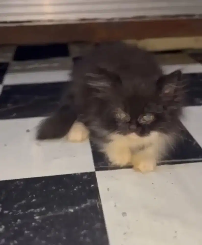 Kucing Munchkin