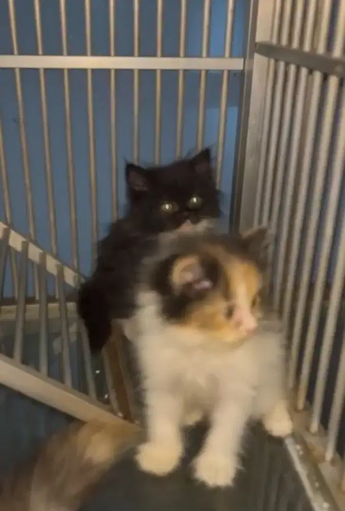 Kucing Munchkin