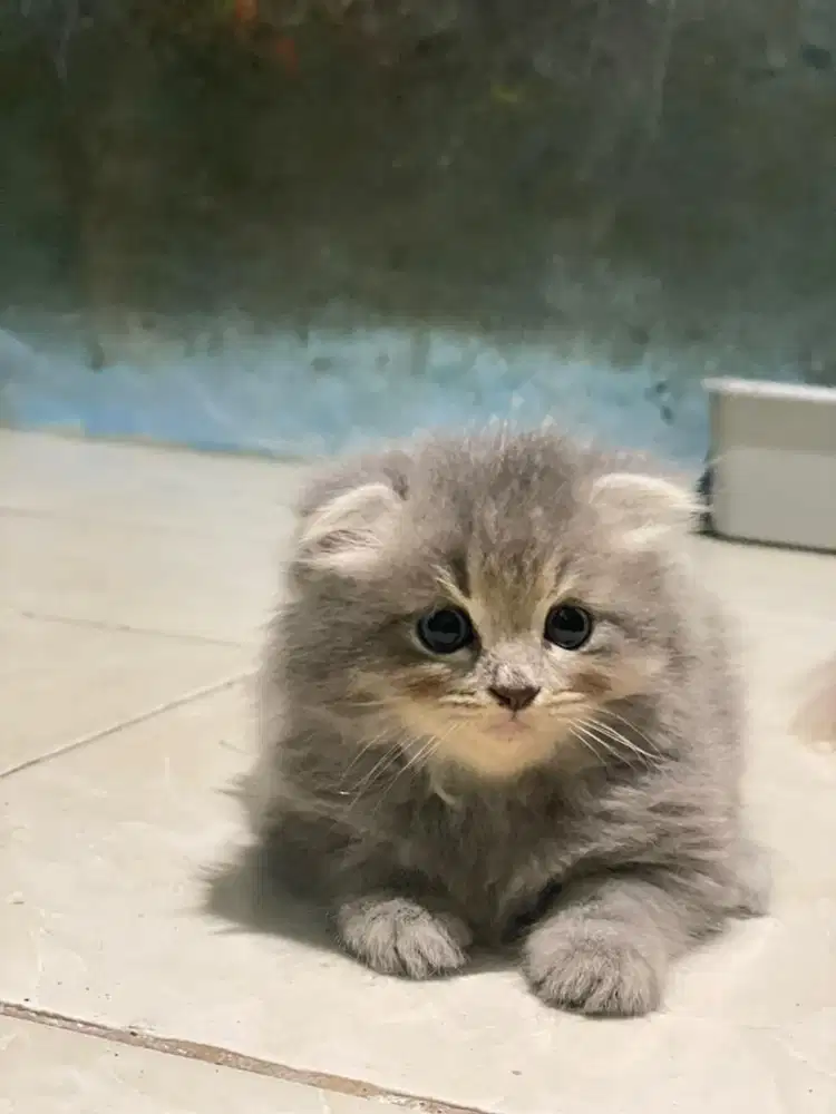 kucing lucu dan menggemaskan