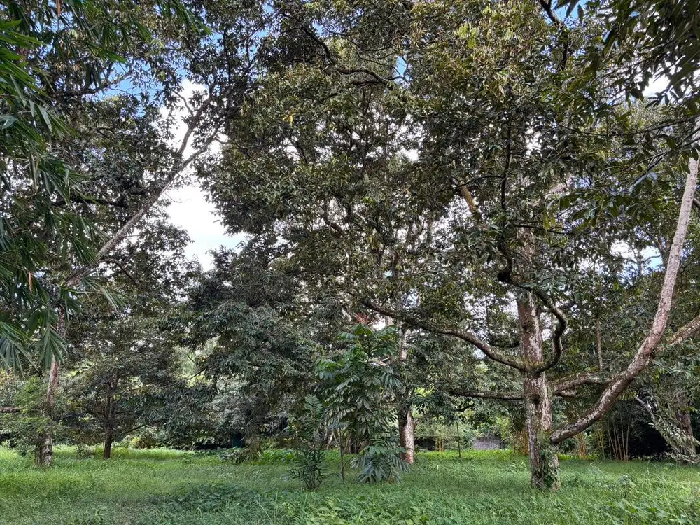 Dijual Tanah datar Strategis (Kebun Durian produktif)