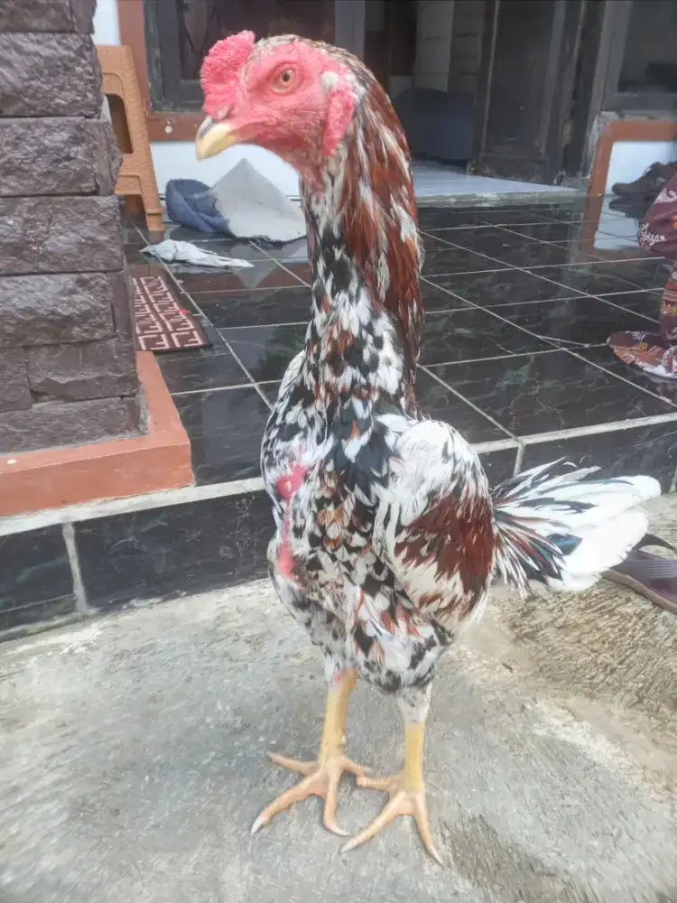 Ayam bangkok klasik berkualitas, trah jelas, cocok buat bibit ternak