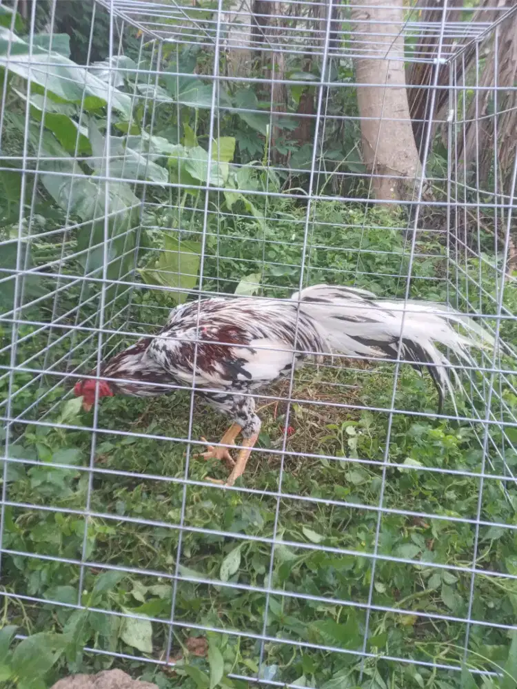 Ayam jago bangkok blorok klasik berkualitas,