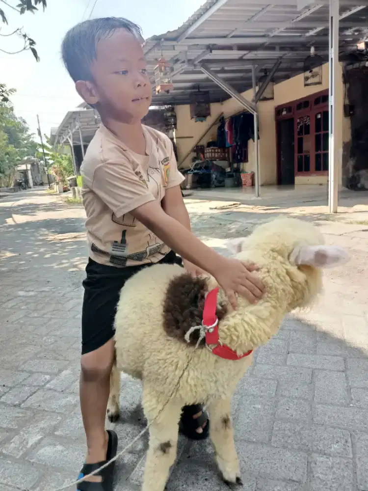 Domba merino jinak